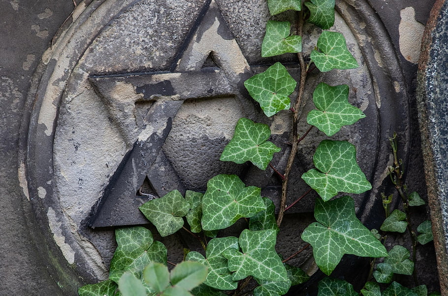 star of david jewish ivy symbol nature judaism vine leaves plant